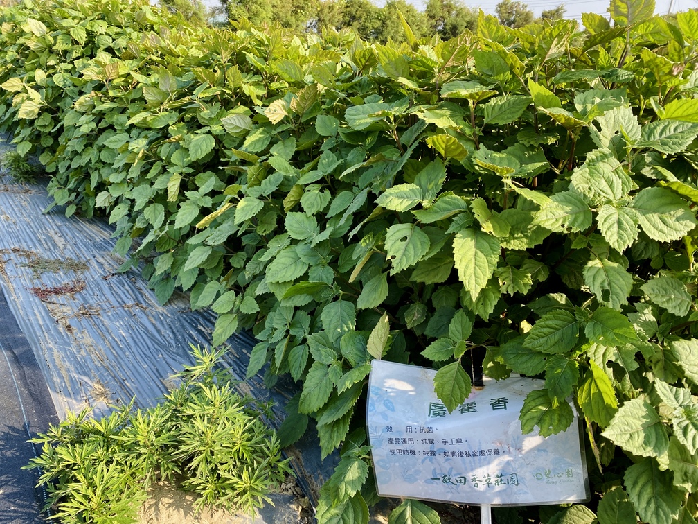 各種香草作物都標示名稱與效用