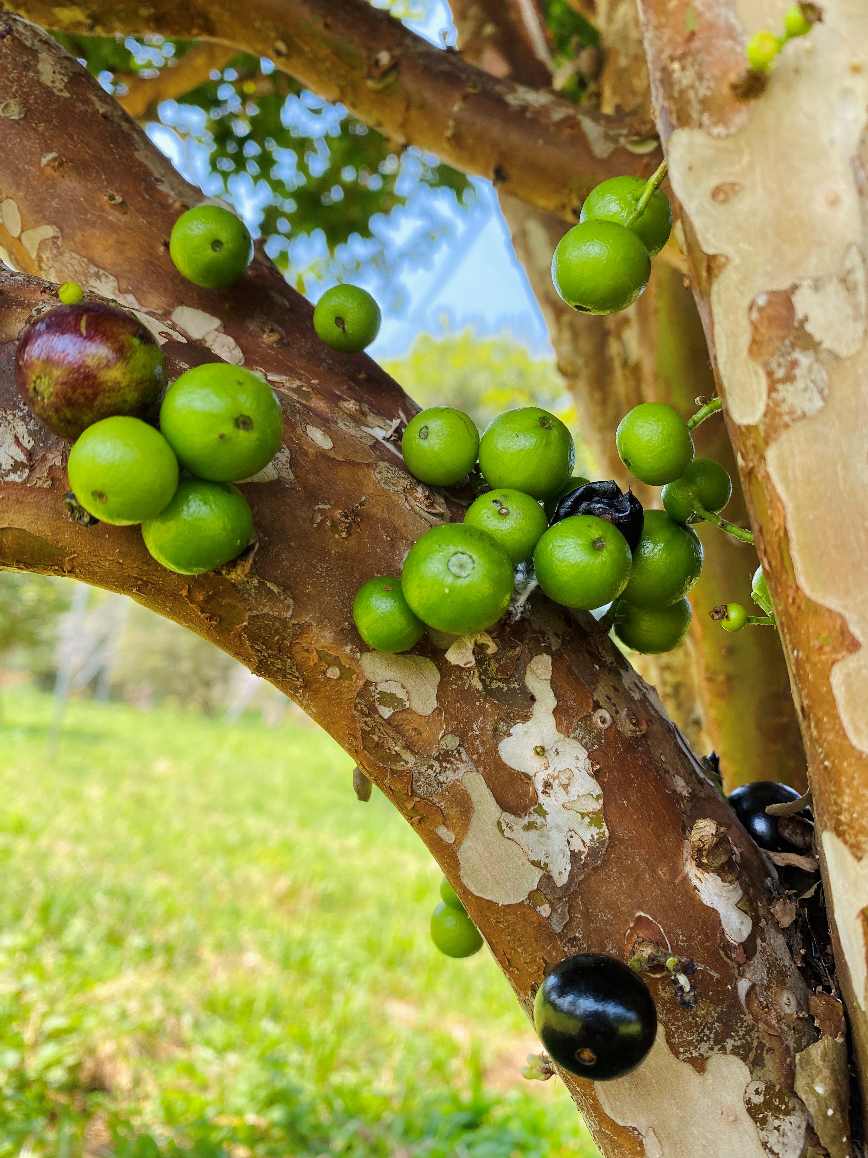 樹葡萄成長期由綠轉褐，黑到發亮即可採收。